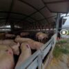 virtual farm tours