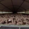 virtual farm tours