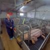 Pig Virtual Reality Experiences
