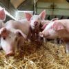 Pig Virtual Reality Experiences