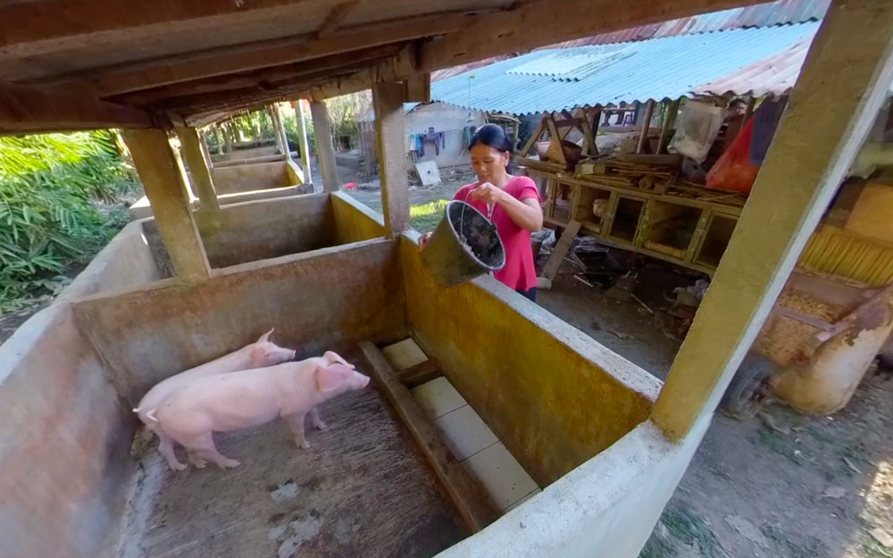 Pig Virtual Reality Experiences
