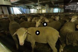 thelivestockcollective-live-export-virtual-tour-1