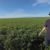 Potatoes VR
