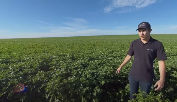 Potatoes VR