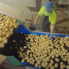 Potatoes VR