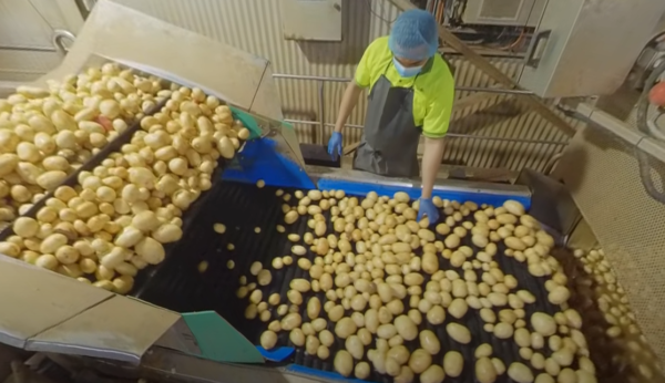 Potatoes VR