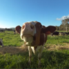 You Be The Farmer