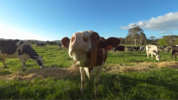 You Be The Farmer