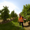apples1 Apples VR