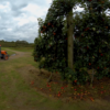 apples2 Apples VR