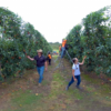 apples3 Apples VR