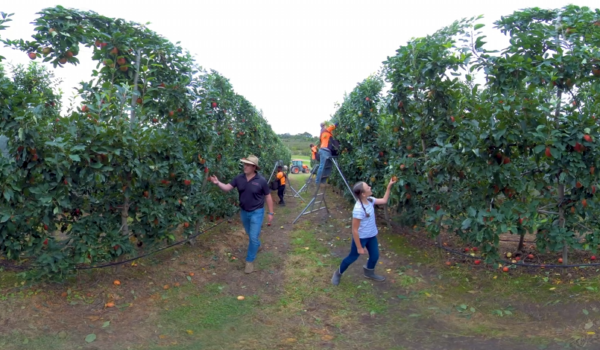 apples3 Apples VR