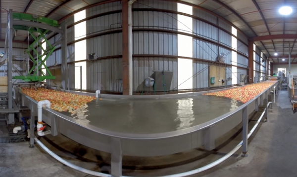 apples5 Apples VR