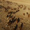 beef2 Beef Paddock to Plate