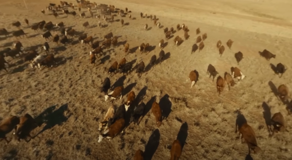 beef2 Beef Paddock to Plate