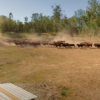 beef4 Beef Paddock to Plate