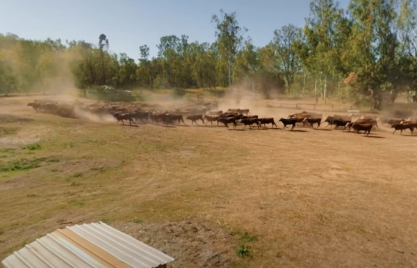 beef4 Beef Paddock to Plate
